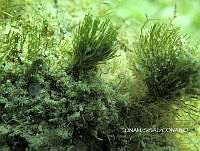NE018 0352 Penicillus.jpg