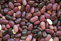 IMDOC2032 Phaseolus vulgaris.jpg