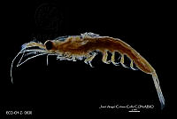 ME006 Z 0194 Nematoscelis microps - Sars, 1883.jpg