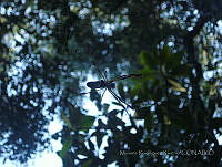 MRR050 Nephila clavipes.jpg