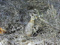 MCS IM0191 Sylvilagus graysoni graysoni.jpg