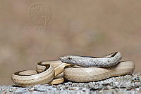 FCMB006 Manolepis putnami.jpg
