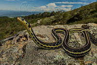 CROO07 Thamnophis sp..JPG