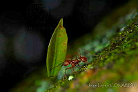JL0018 Formicidae.jpg