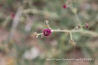 JF140 0463 Boerhavia coccinea.jpg