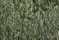 JRRO0158 Spinus psaltria.jpg