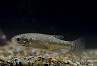 IMDOC2360 Xenotoca melanosoma.jpg