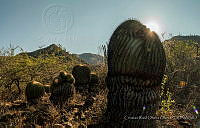 CROO02 Echinocactus platyacanthus.JPG