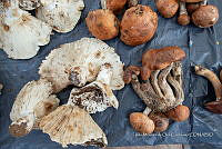 IMDOC Hong 0077 Russula adusta.jpg