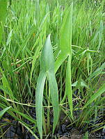 JRBBFM026-41 Sagittaria longiloba.jpg