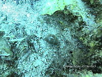 NE018 0855 Luria cinerea.jpg