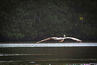FBA0592 Pelecanus occidentalis.jpg