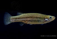 IMDOC2251 Ataeniobius toweri.jpg