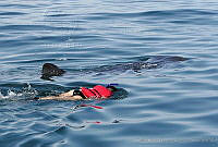 CNS0912 Rhincodon typus.jpg