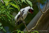 SOVJ0006 Tityra semifasciata.jpg