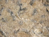 ABP063 Fissurina lactea.jpg