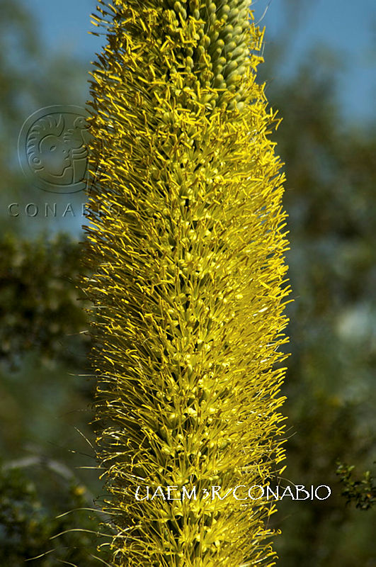 3R%2000860%20Agave%20angustifolia.tif.nyeNhvX0MfnDp2ljQA3g0JtbmFja29CbnFuZ3NAbXJ6LGtwZwA. DVNYenBNe