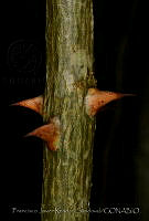 FJRS0124 Erythrina standleyana.jpg