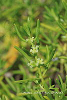 JF078 0058 Batis maritima.jpg