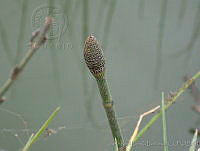 JRBBFM026-107 Equisetum hyemale var. affine.jpg