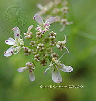 RG055 0106 Coriandrum sativum.JPG