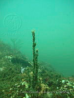 CGG0216 Callyspongia armigera.JPG