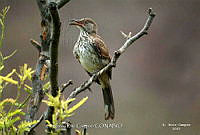 GRC0047 Toxostoma cinereum.jpg