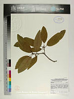JAdNV0382 Quercus polymorpha.JPG