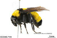 ME006 Abejas 0045 Bombus pensylvanicus (DeGeer, 1773).jpg