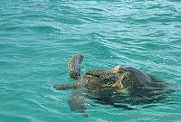 HBB0167 Chelonia mydas.jpg