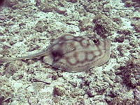 CMGV0093 Urobatis concentricus.jpg