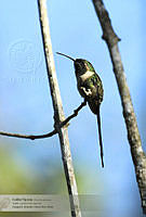 22_Doricha enicura.jpg