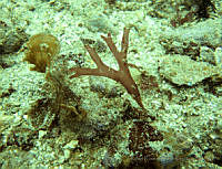 RRR099 Sarcodiotheca dichotoma.jpg