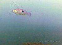 ALCM030 Lutjanus guttatus.JPG