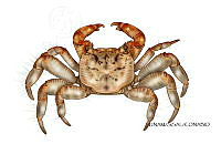 NE018 1034 Grapsus grapsus_D.jpg