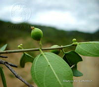 IRR 0197 Celtis pallida.jpg