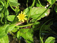 JRBBFM026-1 Acmella oppositifolia var. oppositifolia.jpg