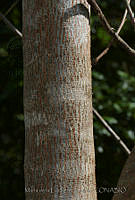 MDLLPG0079 Leucaena leucocephala.jpg