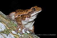 FCMB016 Trachycephalus vermiculatus.jpg