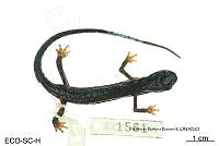 ME006 herp SCLC 0265 Ixalotriton niger - Wake & Johnson, 1989.jpg