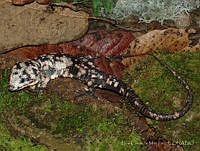 LCM0127 Abronia lythrochila.jpg