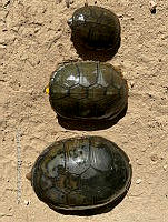 TB 006 Kinosternon vogti.jpg