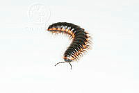 MASM07494 Myriapoda.jpg
