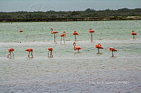 FBA0932 Phoenicopterus ruber.jpg
