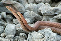 GECI001 Masticophis anthonyi.jpg