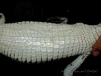 JDL0226 Crocodylus moreletii.jpg