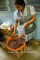 3R00416 Sphenarium purpurascens.jpg