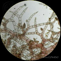 RYP0018 Heterosiphonia erecta.jpg