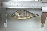 NE002 0250 Oreochromis spp.jpg