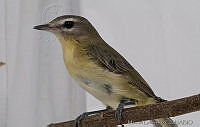 MGaves 2819 Vireo philadelphicus.jpg